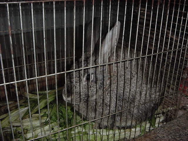 これは食べてません